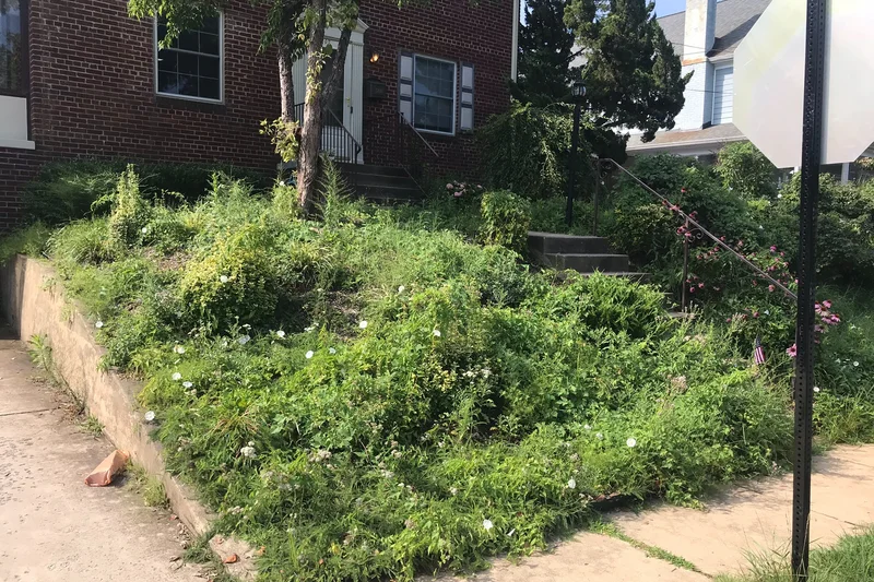 Front yard landscaping disaster before we got there
